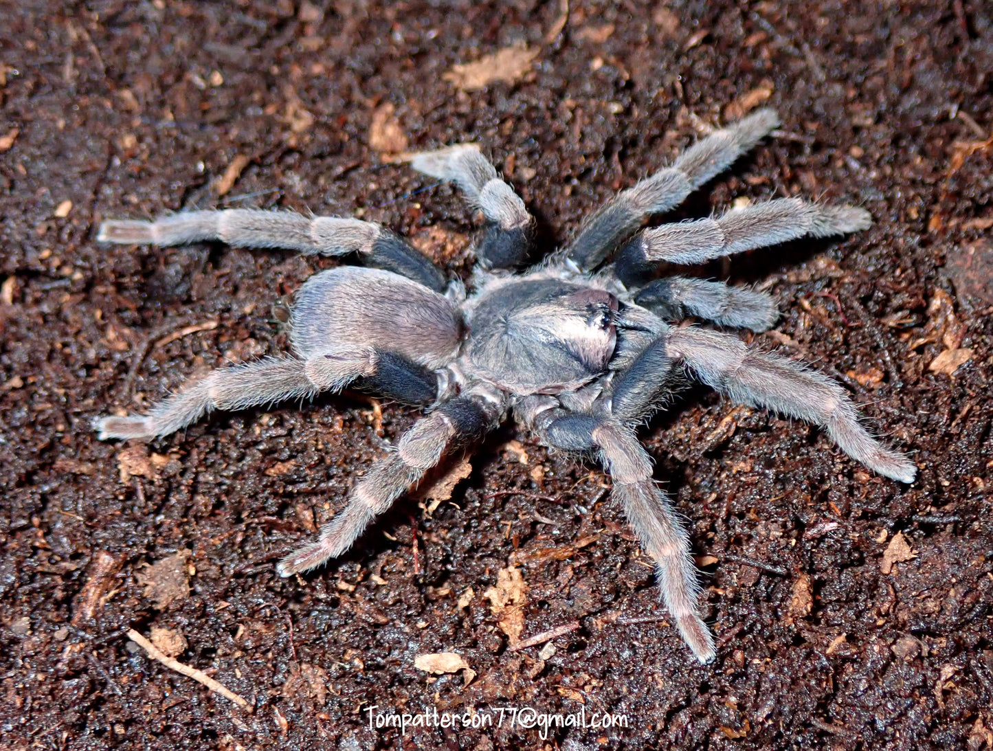 Phlogiellus sp. Rusty leg 1/4”
