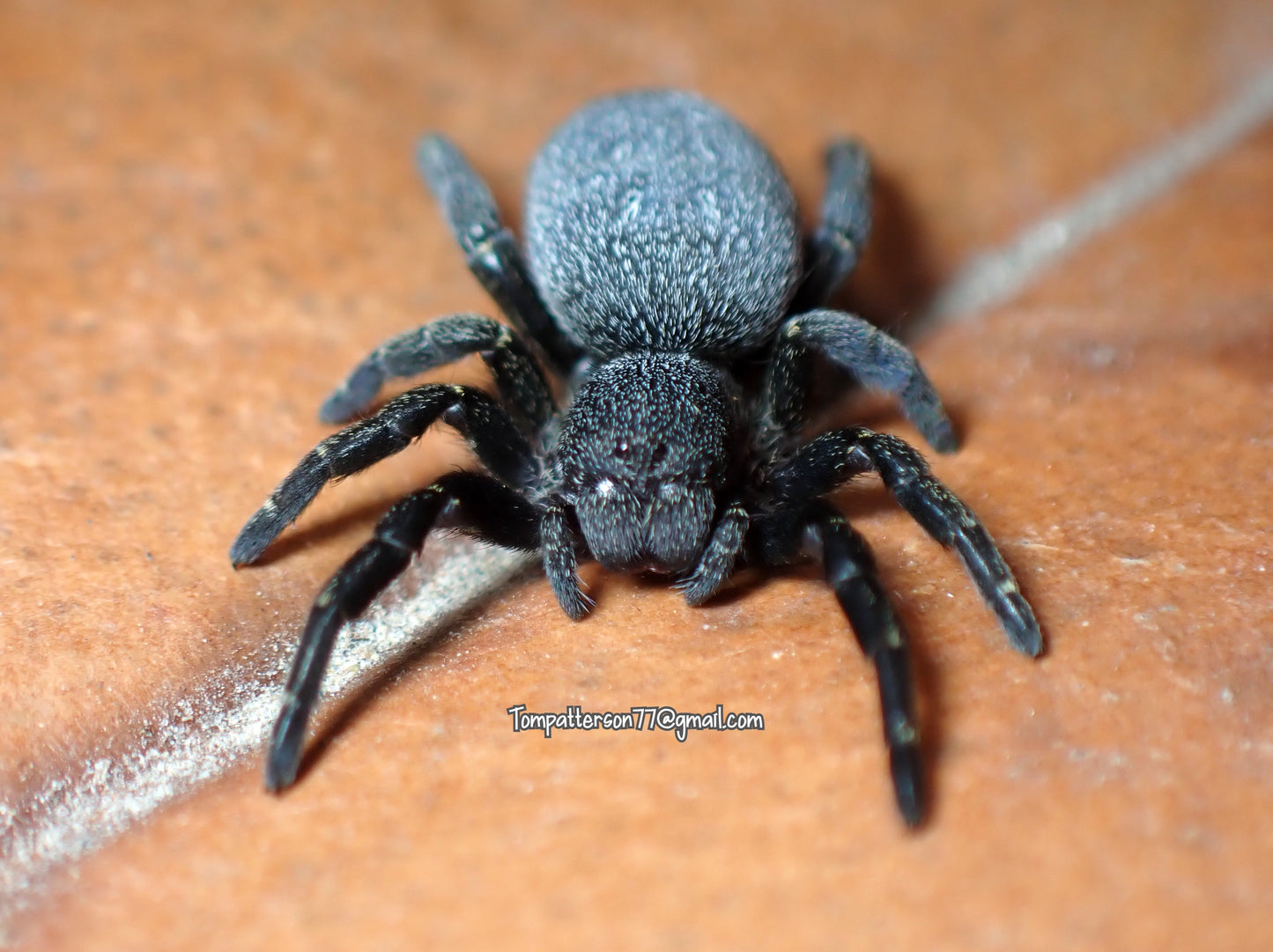 Eresus cf. “moravicus” 1/8”-1/4”