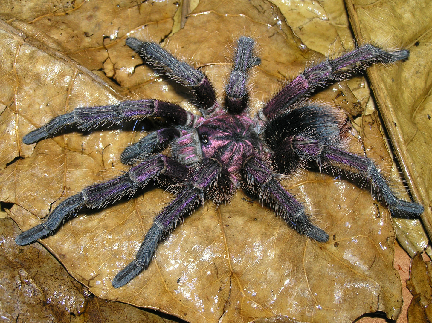 Phormictopus cancerides 1”