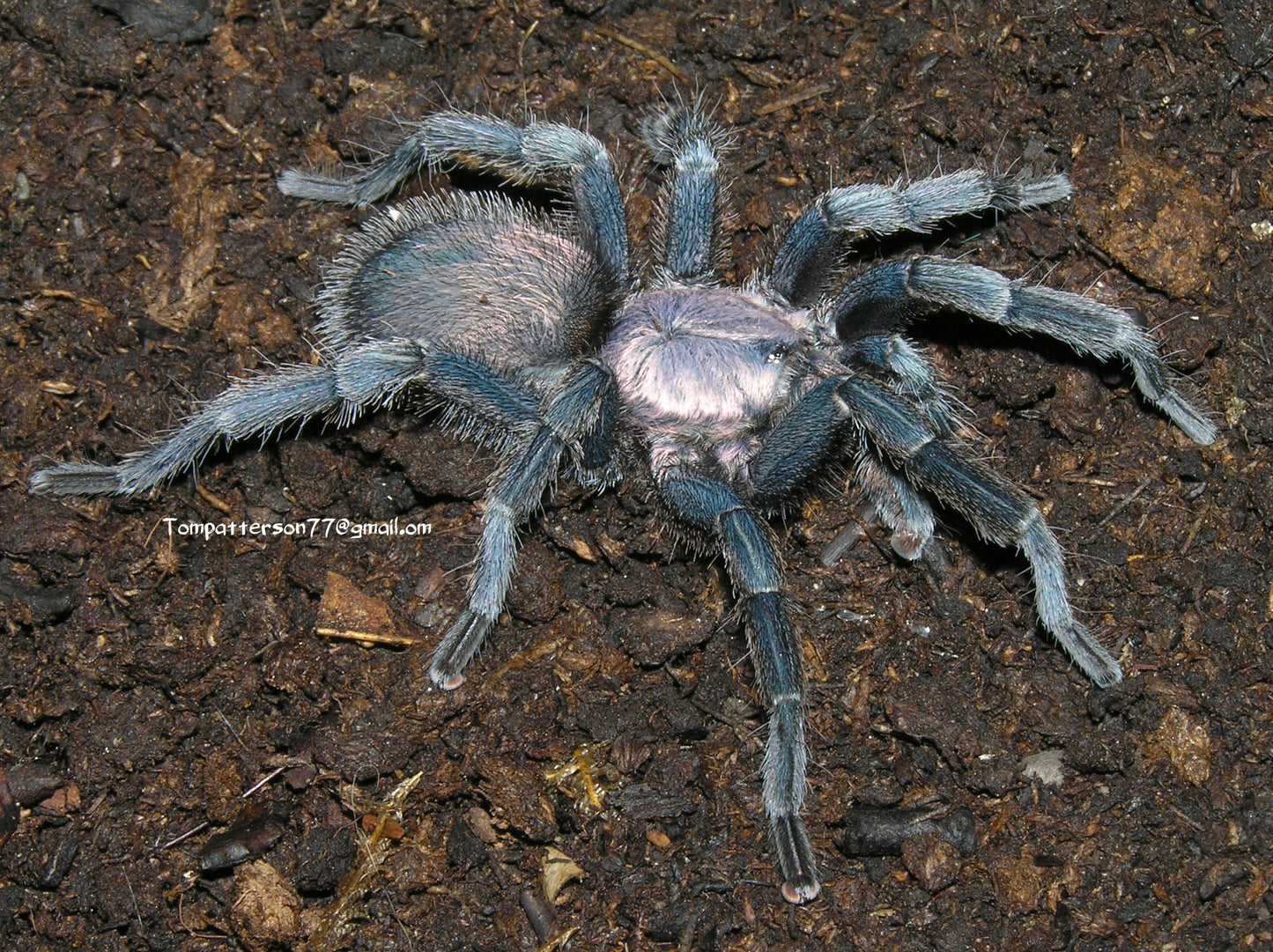 Chaetopelma olivaceum 1/4”