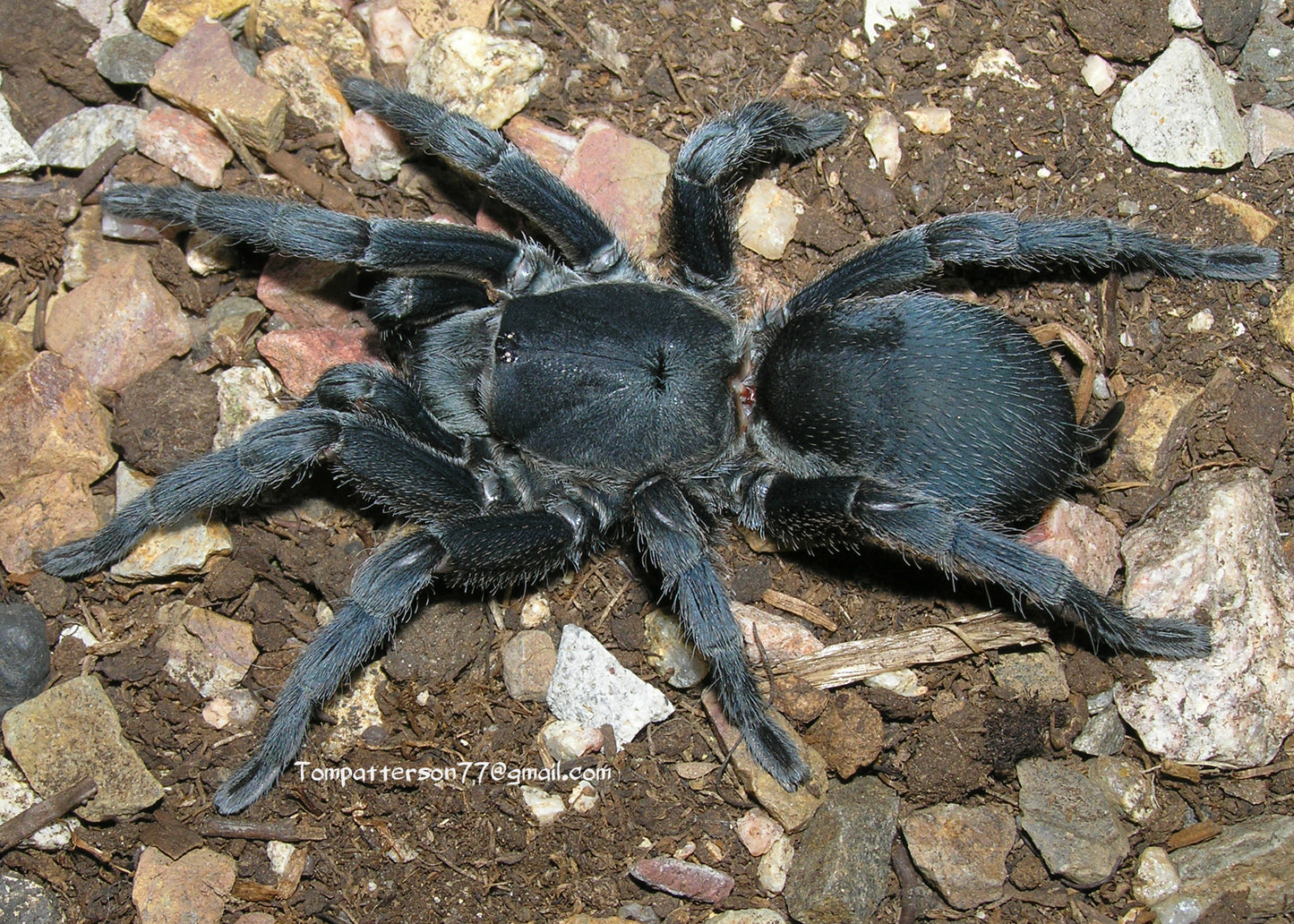Chaetopelma olivaceum 1/4”