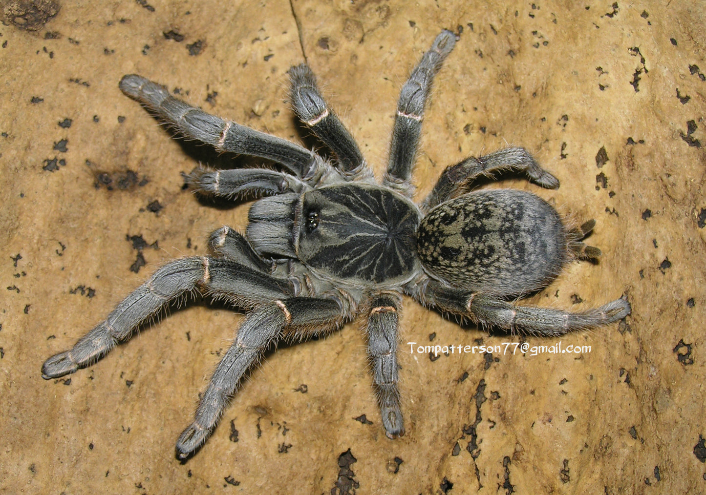 Pterinochilus chordatus 1”