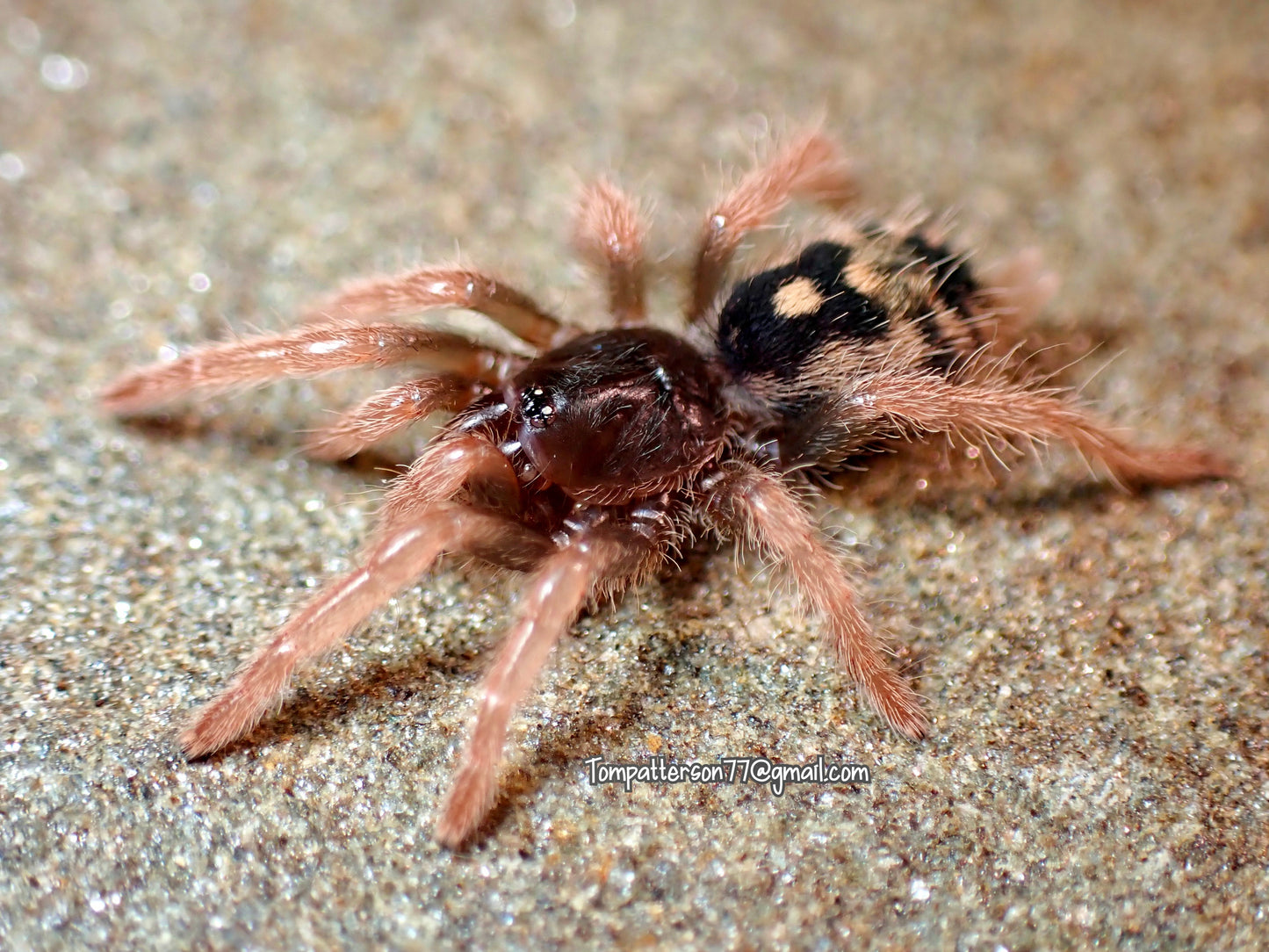 Hapalopus vangoghi 2”