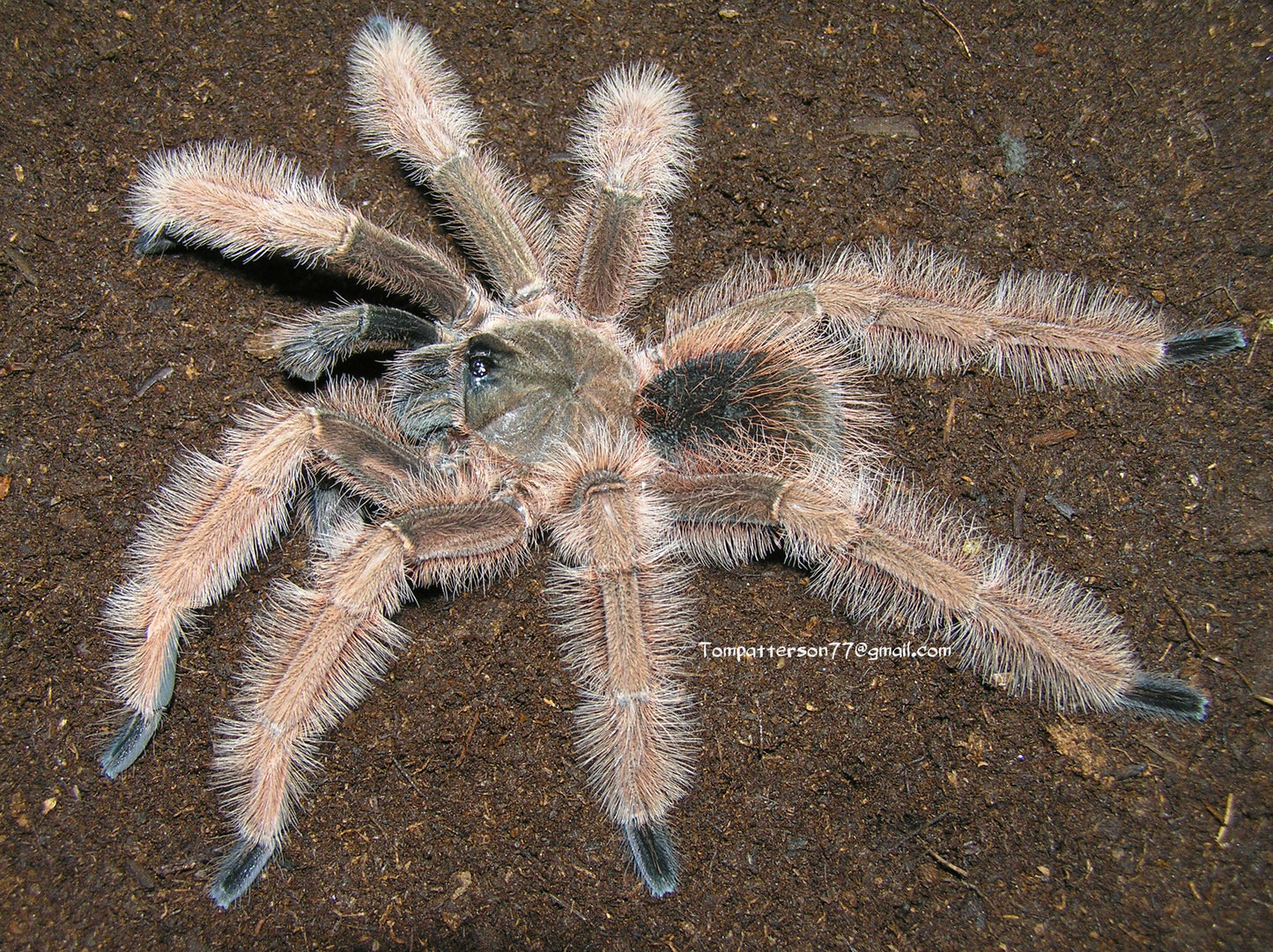Sericopelma melanotarsum 1”