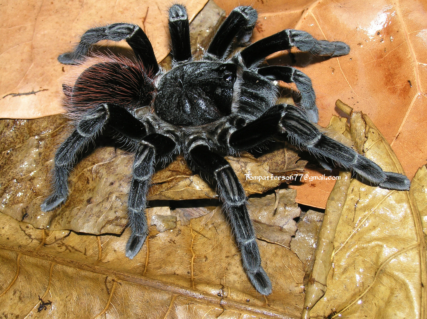 Sericopelma rubronitens 3/4”
