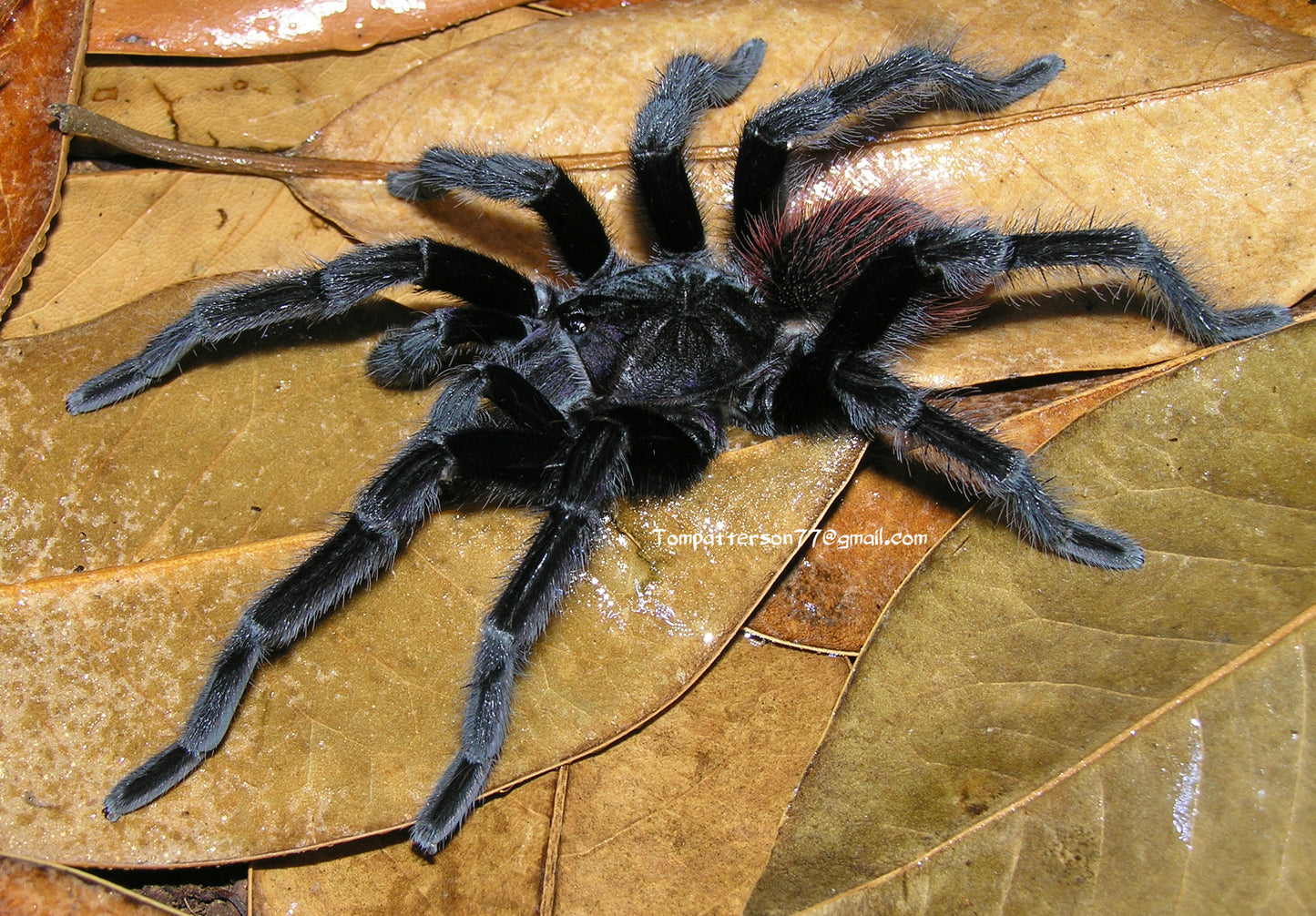 Sericopelma rubronitens 3/4”