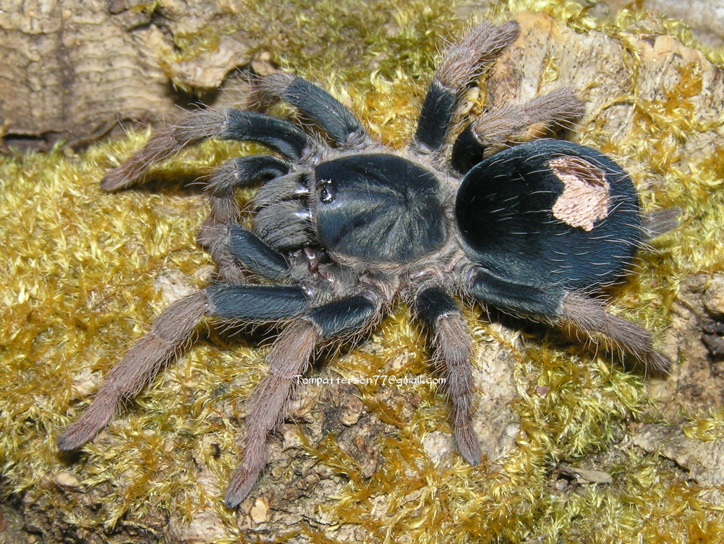 Cyriocosmus aueri 1/8”