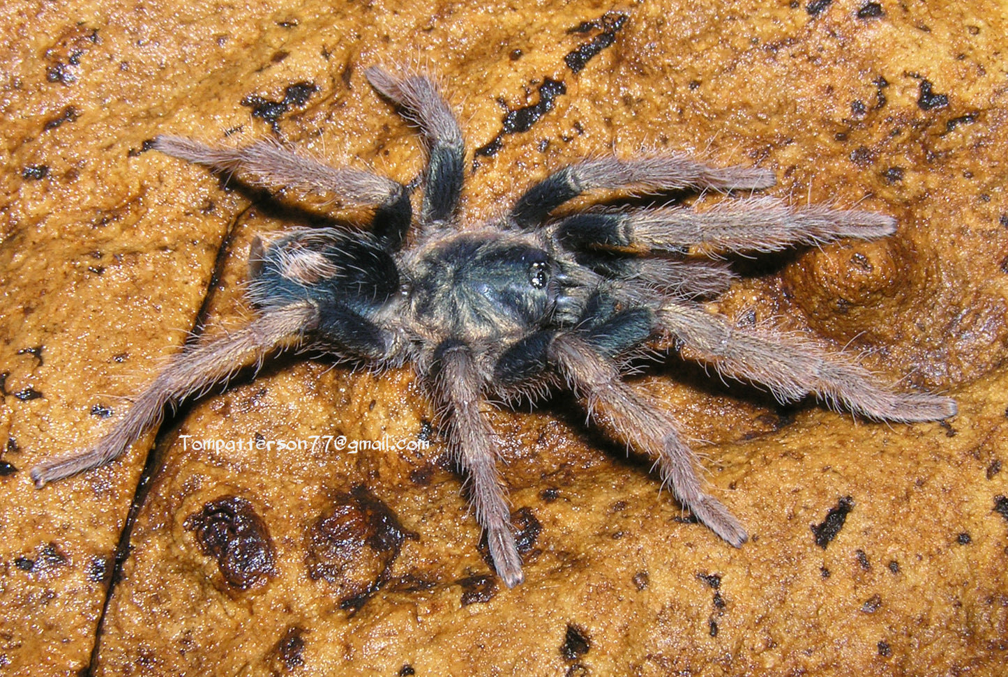 Cyriocosmus aueri 1/8”