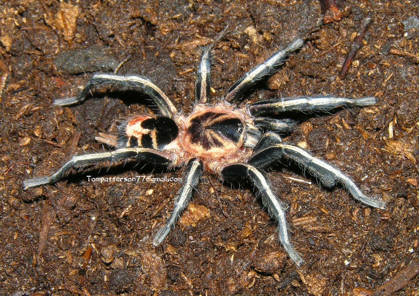 Cyriocosmus leetzi 1/4”