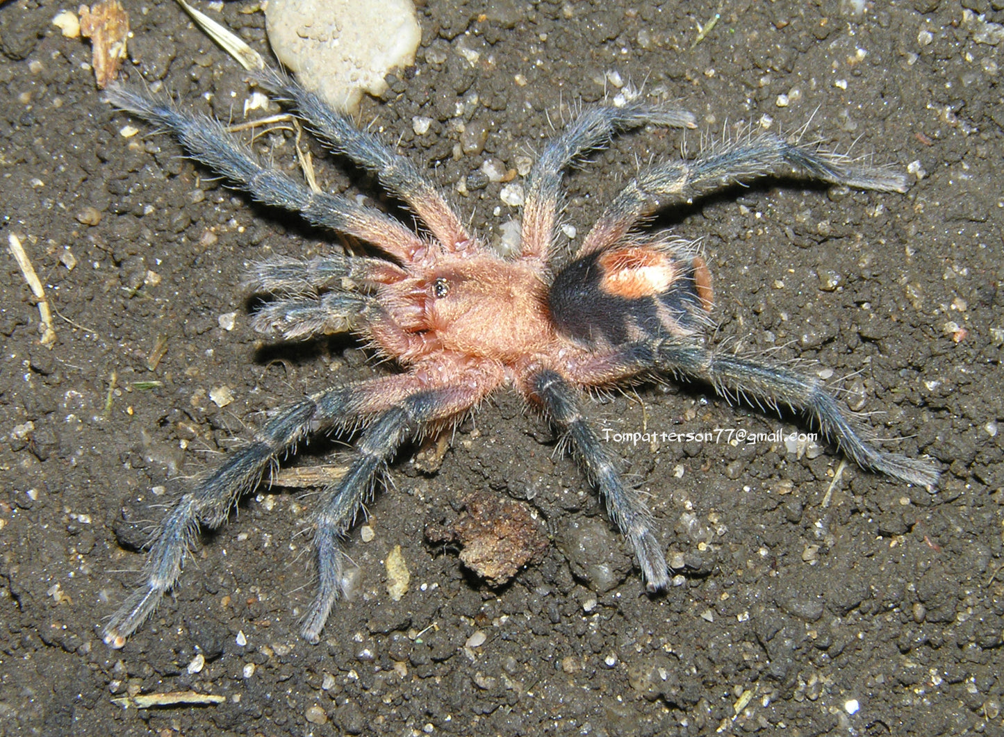Cyriocosmus perezmilesi 1/4”