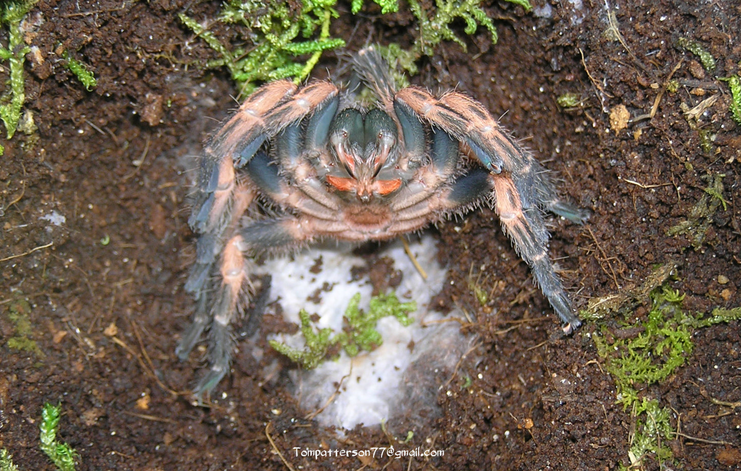 Neischnocolus panamanus 1/8” - 1/4”