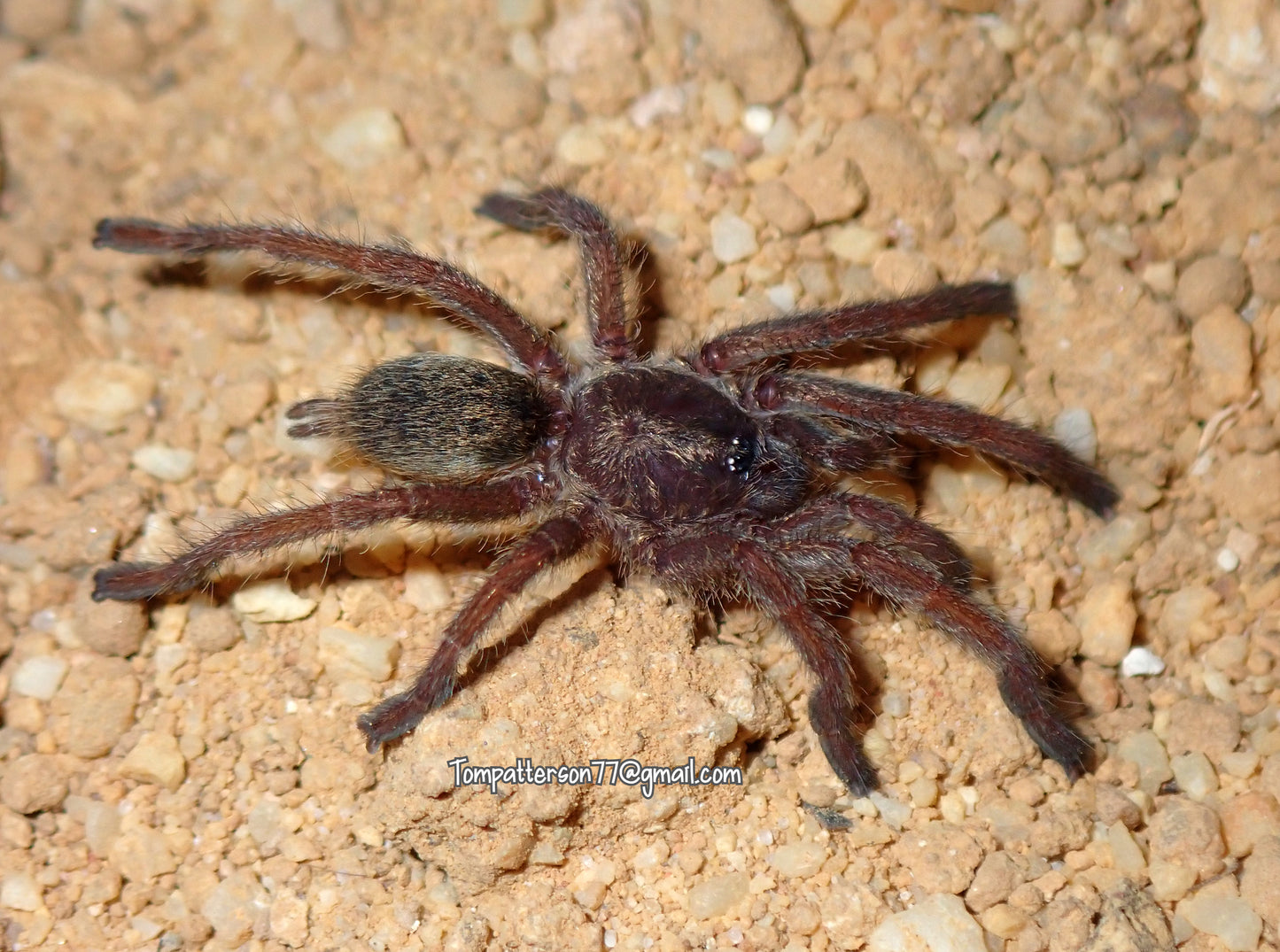 Harpactira tigrina 3/4”