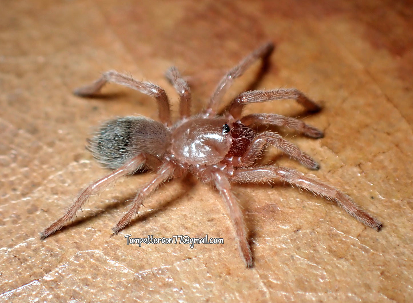 Theraphosinae sp. “Rio Shanao” 1/2”