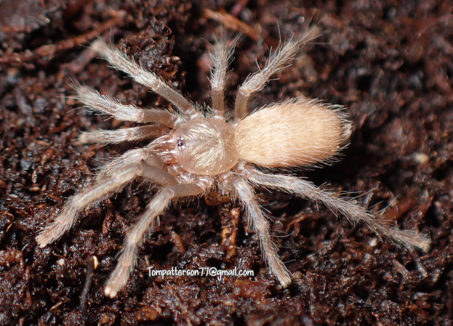 Chaetopelma lymberakisi 1/4”