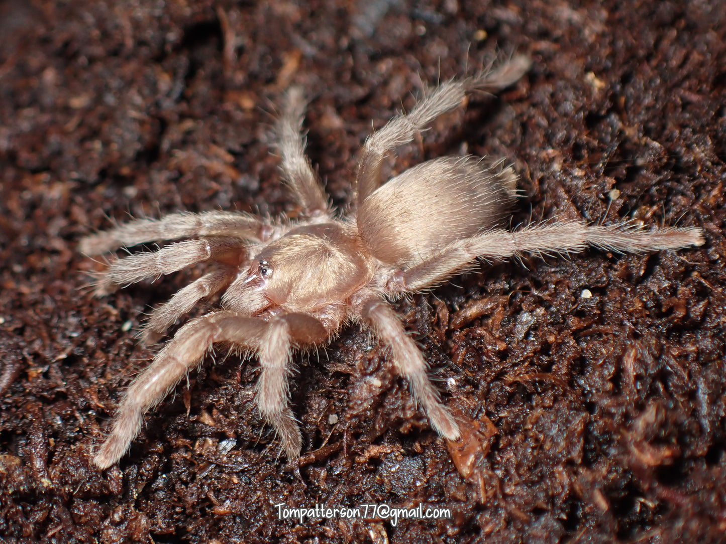 Cheatopelma karlamani 1/2”