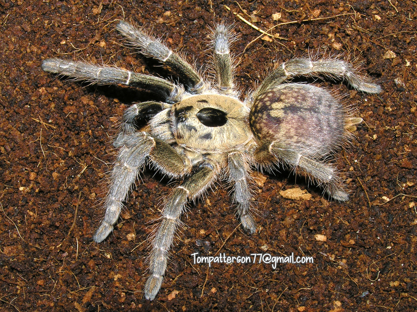 Ceratogyrus brachycephalus WF 3/4”