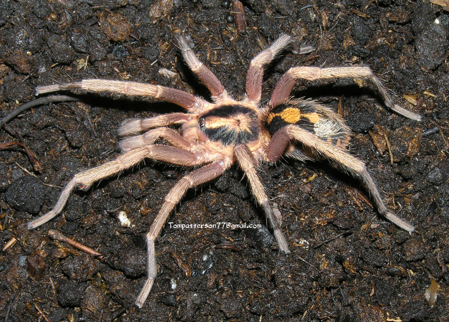 Hapalopus sp. Colombian large 1/4”