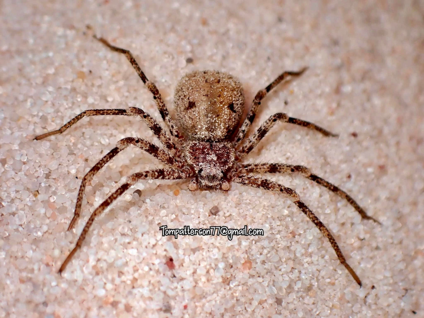 Sicarius gracilis group of 5