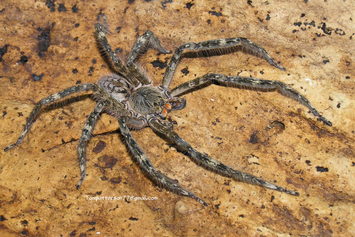 Piloctenus haematostoma 2” - 3” (males)