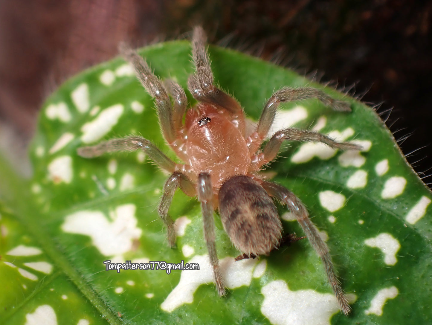 Anqasha minaperinensis 1/4”