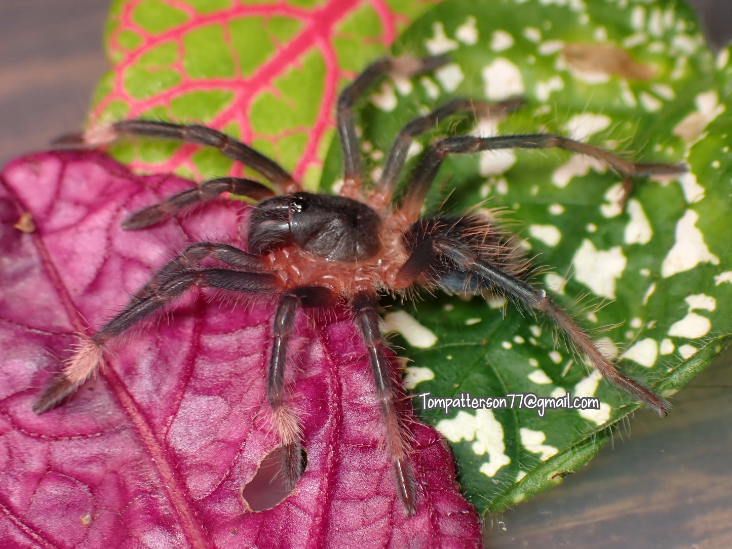 Sericopelma sp. “Azuero” 1”