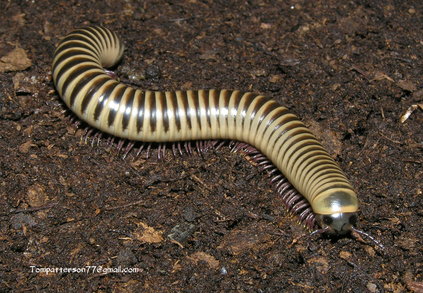 Chicobolus spinigerus (black and white morph) 2” - 3”