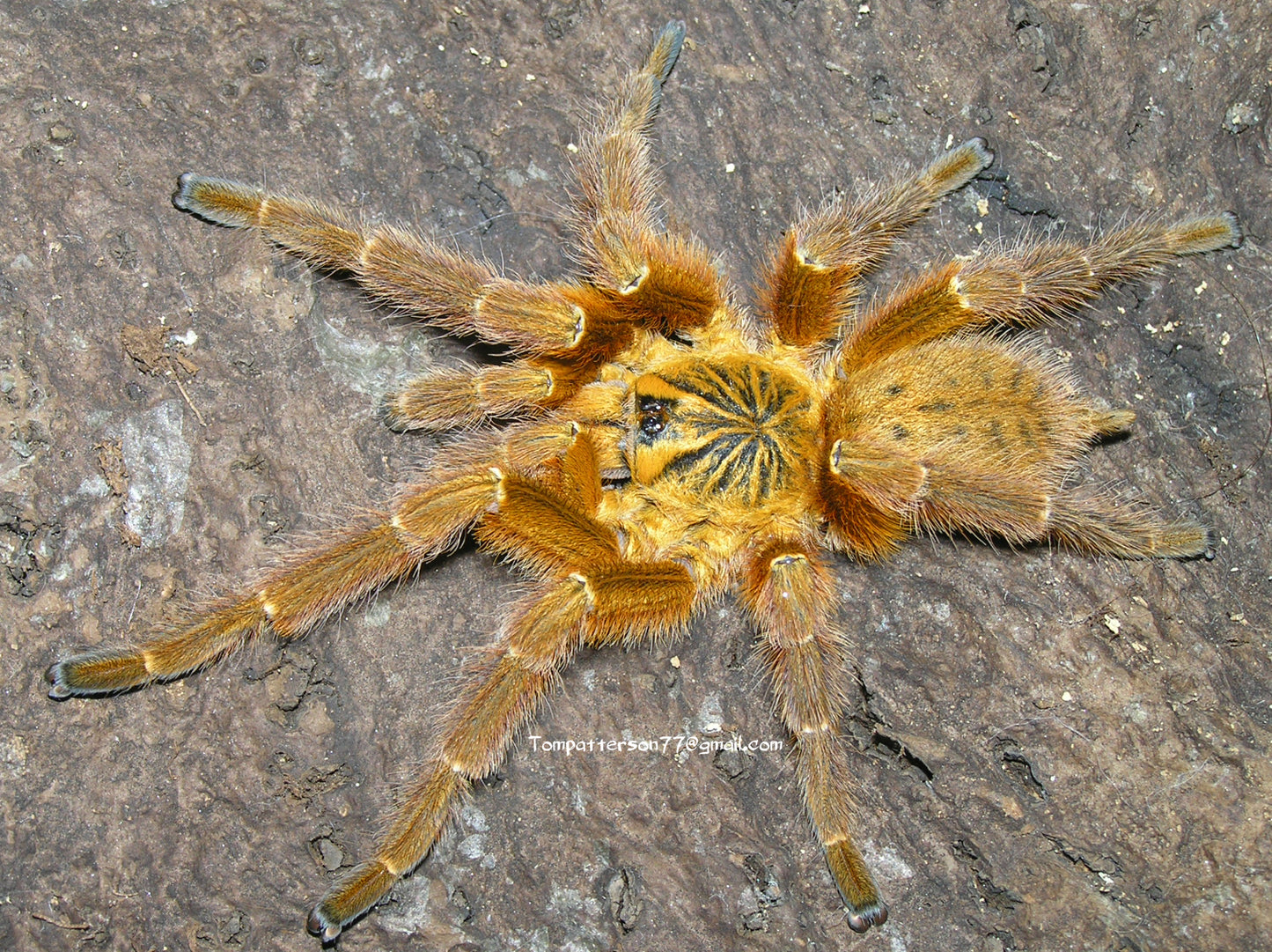 Pterinochilus murinus (OBT) 1/2”