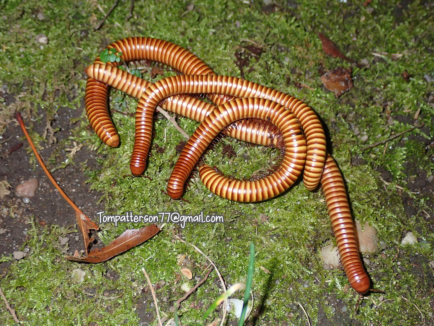 Orthoporus ornatus “Texas gold” 4” - 5”