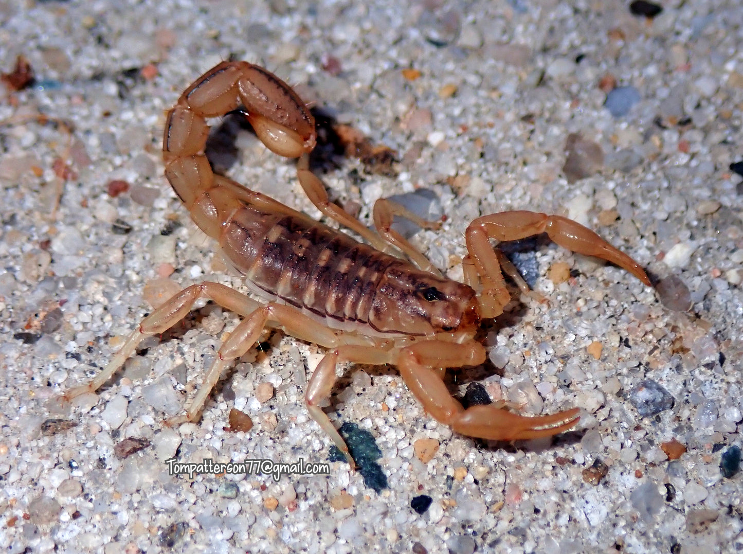 Paravaejovis spinigerus 1.5”