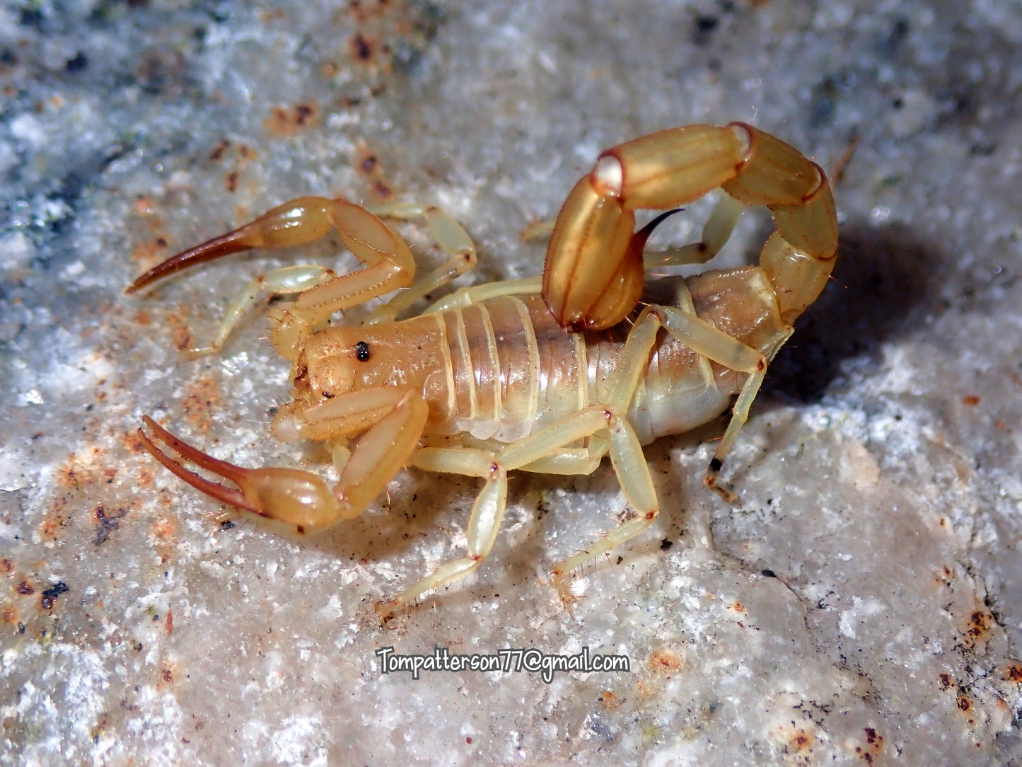 Paravaejovis confusus 1.5”
