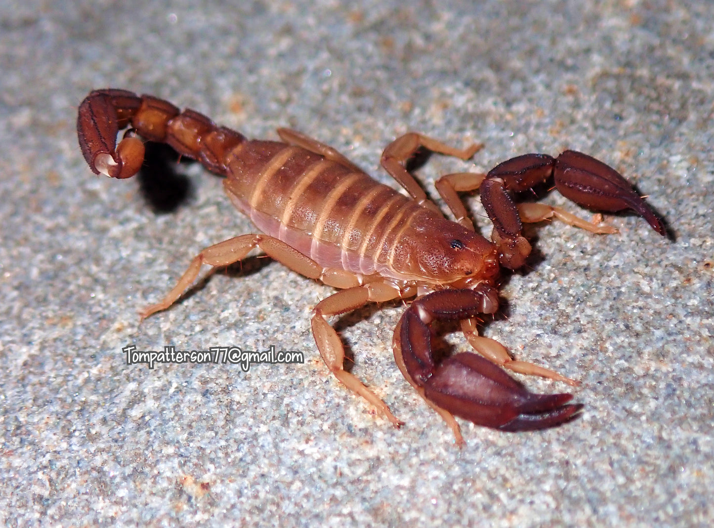 Pseudouroctonus santarita 1.25”