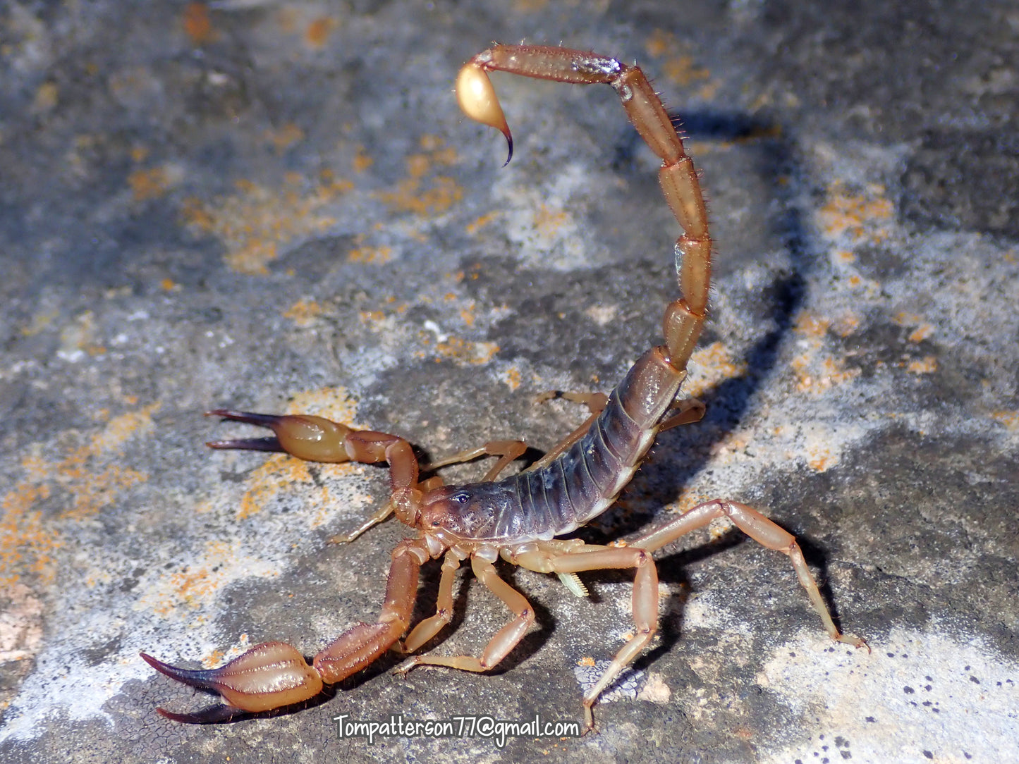 Smeringurus vachoni 2.5”