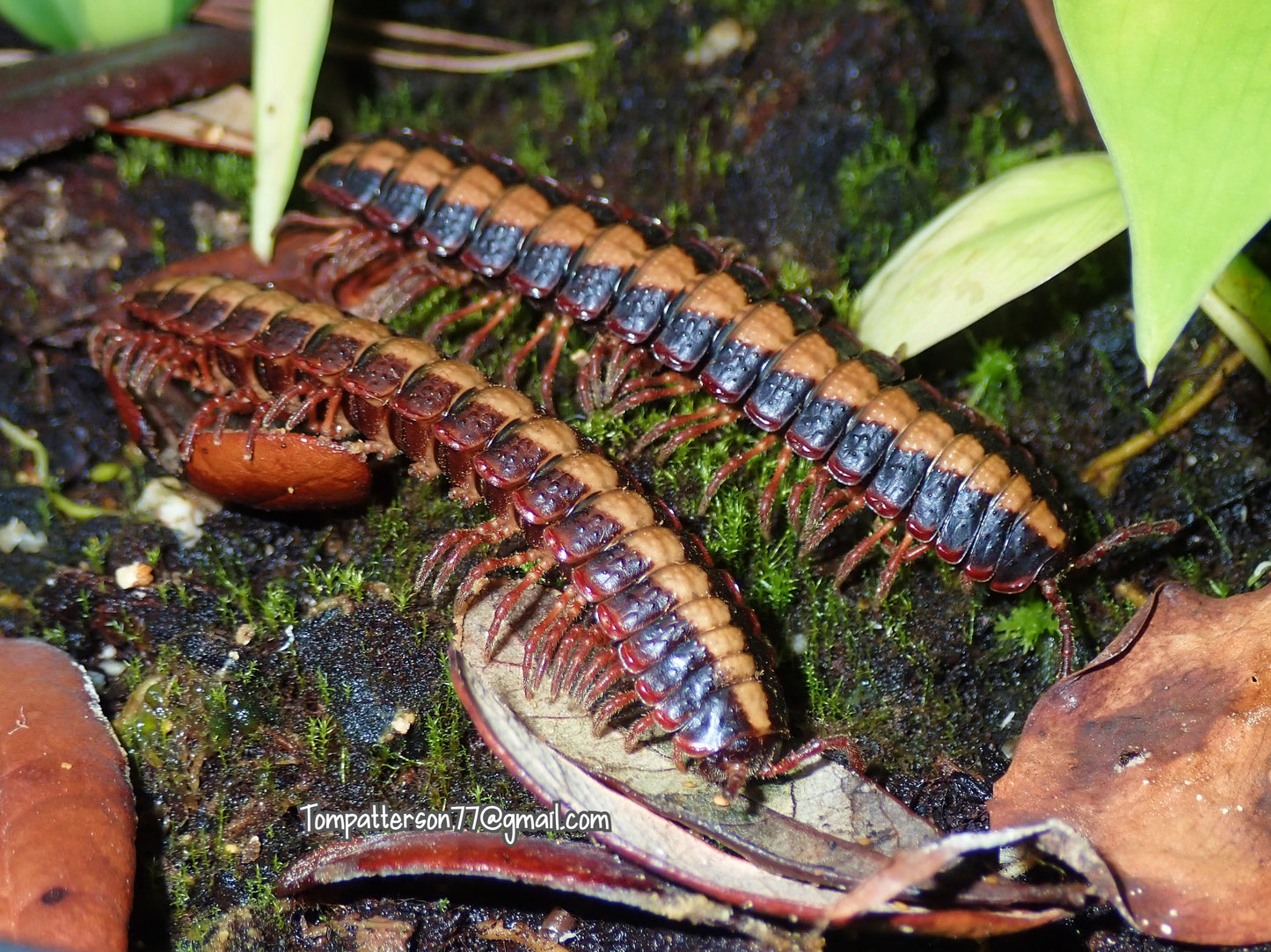 Coromus vittatus (Flat Back Armored millipede) 3”