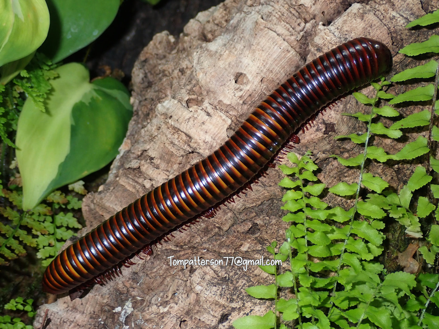 Pelmatojulus tectus (Cameroon Gold Banded Millipede) 6” -7”)