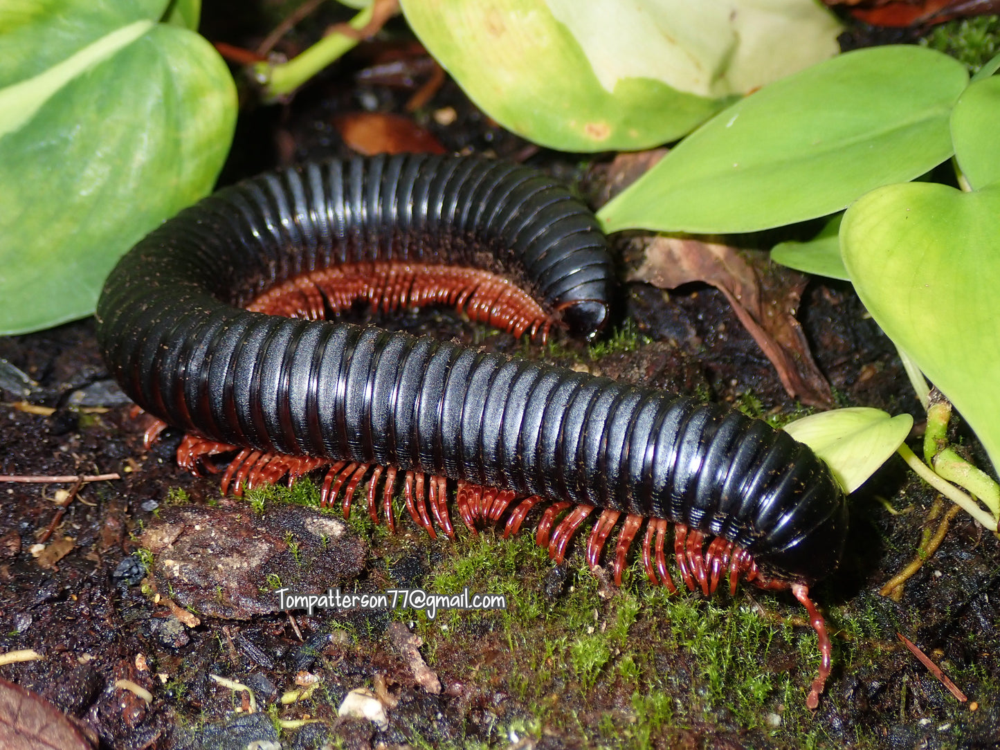 Treptogonostreptus intricatus (Cameroon Pink Foot millipede) 6” - 7”