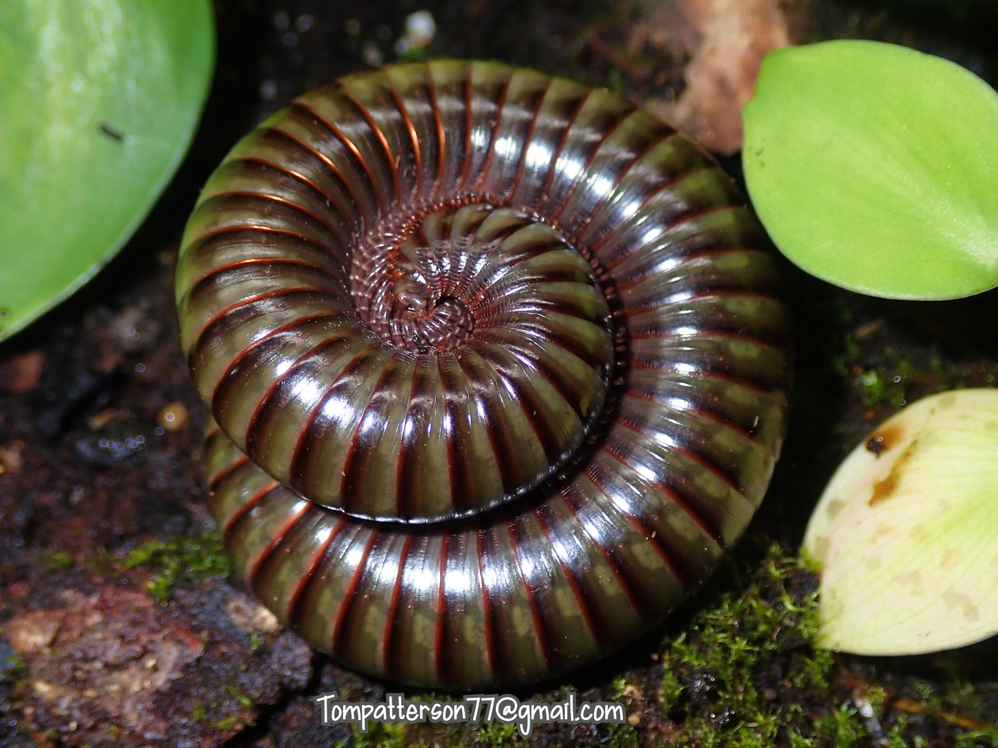 Spirostreptidae sp. “Cameroon Green Anaconda Millipede” 6”