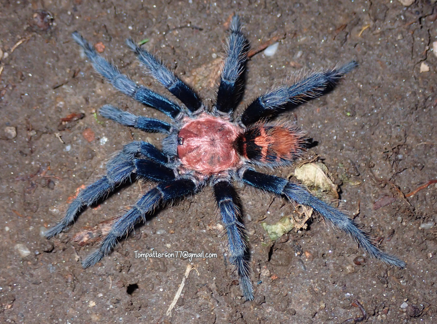 Davus pentaloris 1/4”