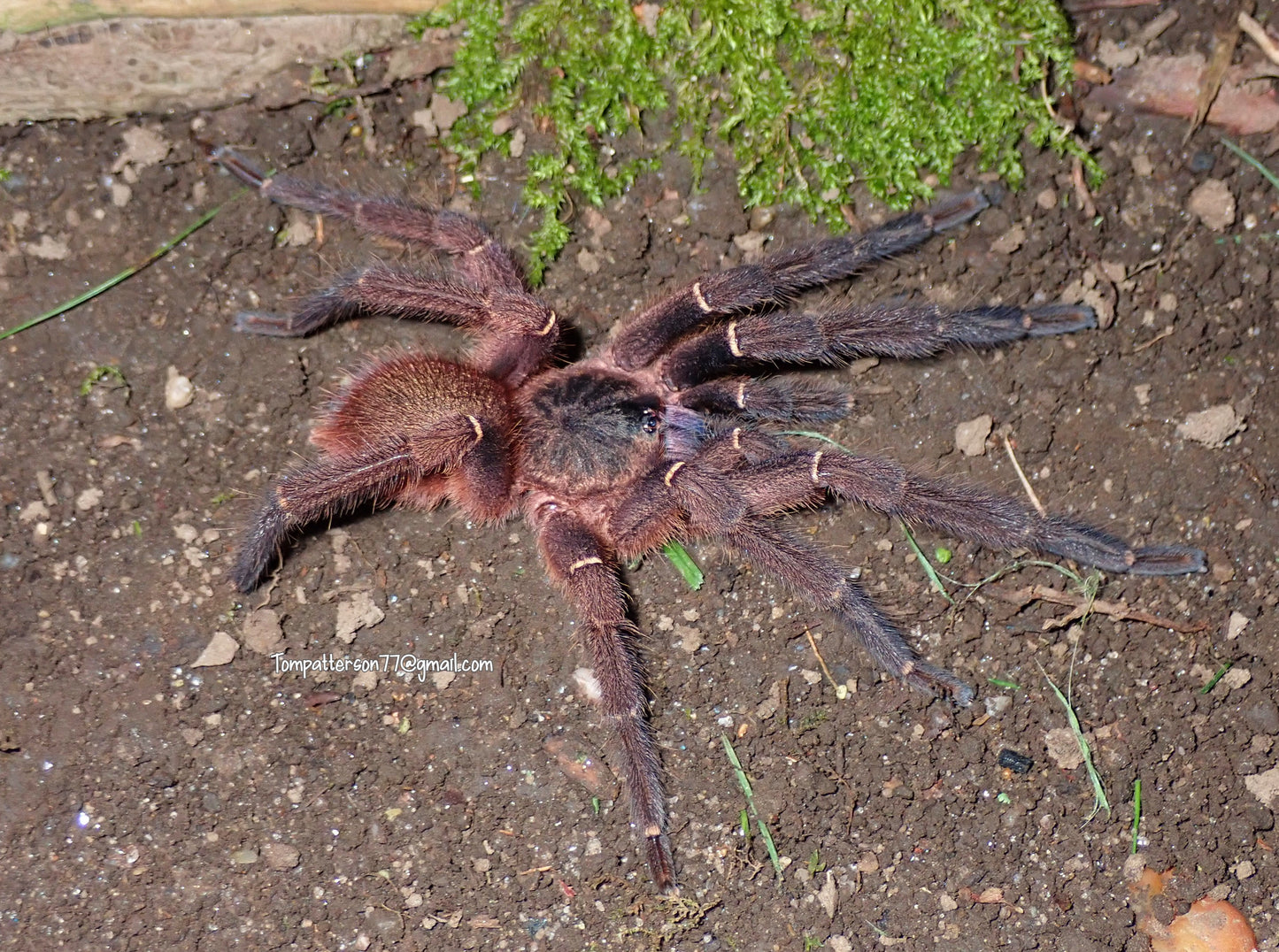 Ephebopus cyanognathus 3/4”