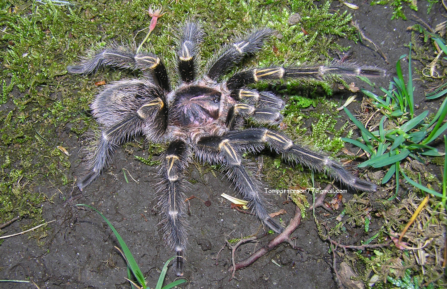 Grammostola pulchripes 1”+