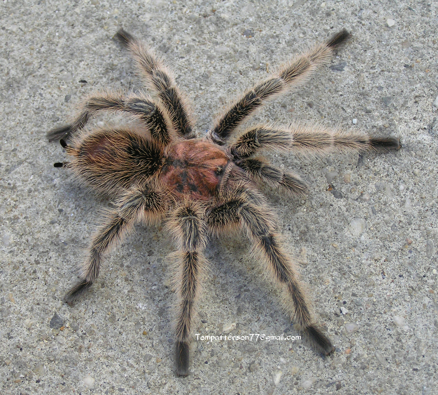 Grammostola rosea NCF 3/4”