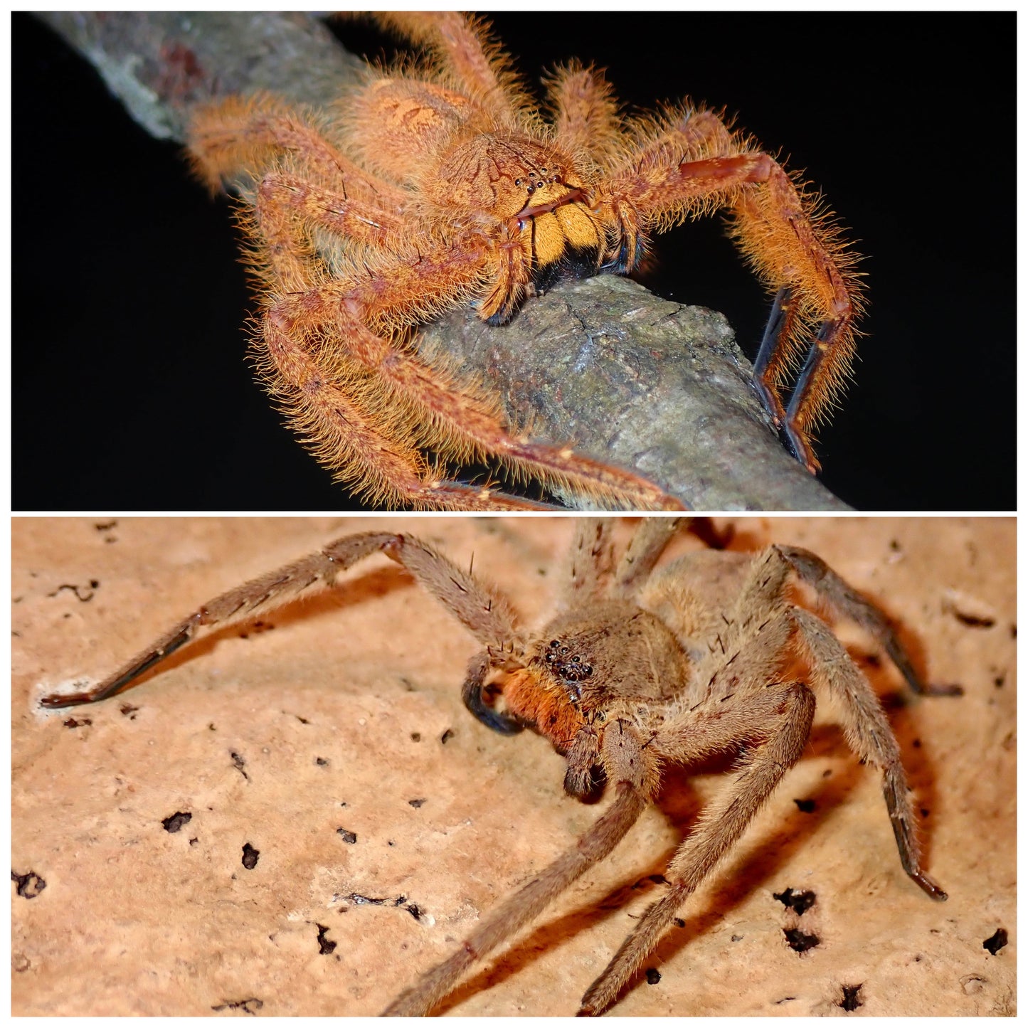 Heteropoda davidbowie & Heteropoda pingtungensis (5 of each s’ling package) 1/4”