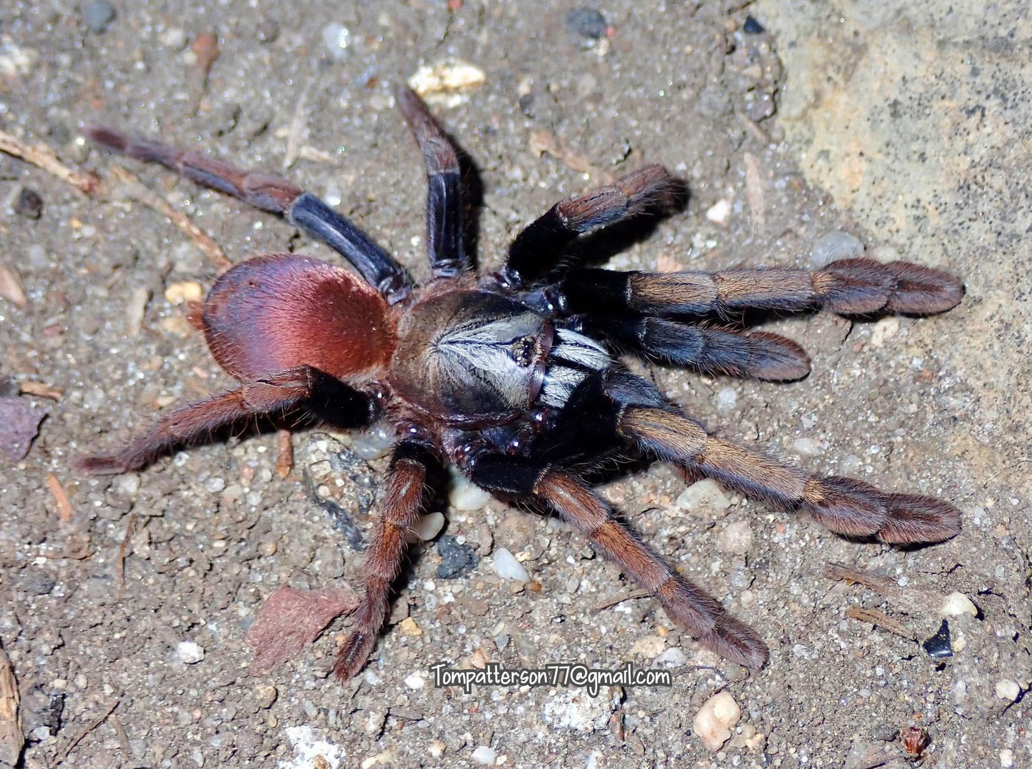 Cilantica sp. “Kali” 3/4”