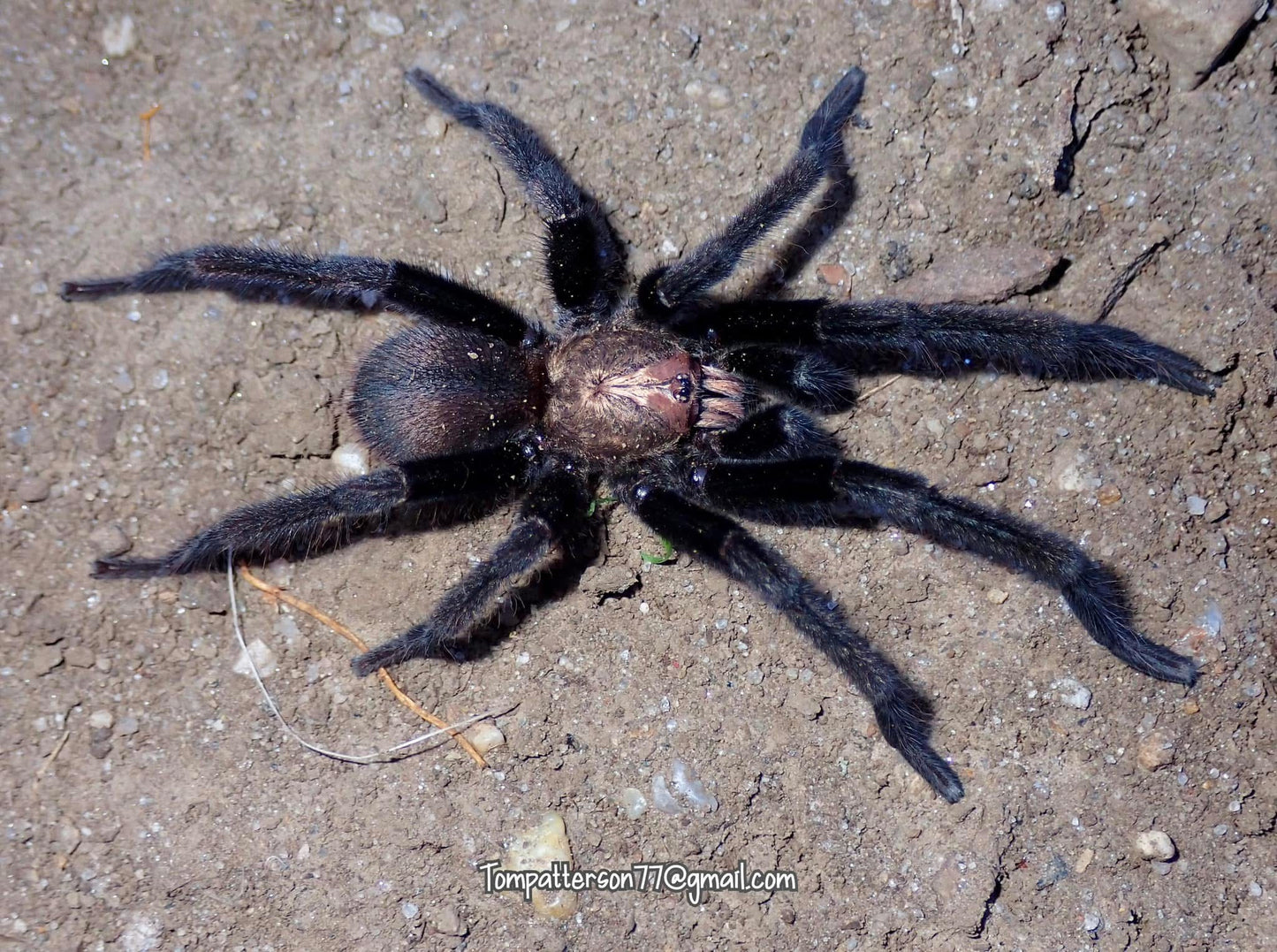 Cilantica sp. “Kali” 3/4”