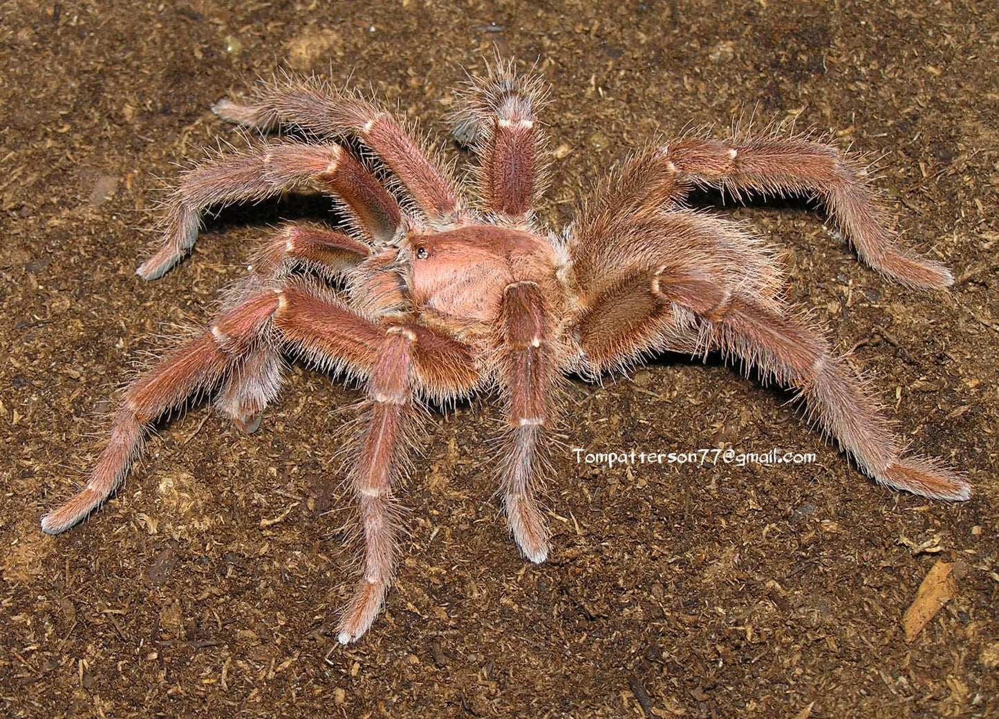 Pelinobius muticus 3/4”
