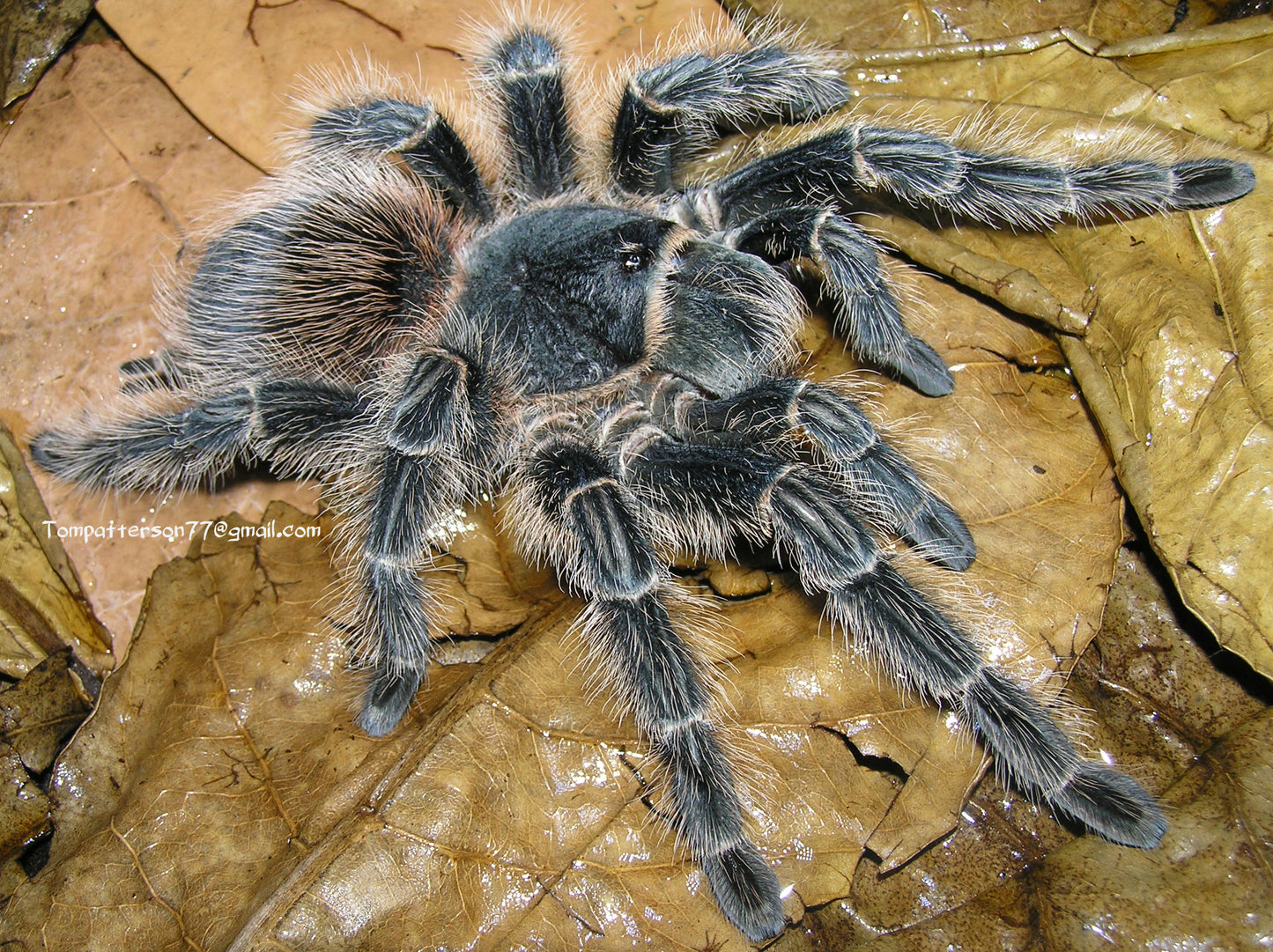 Lasiodora aff. benedeni 1/2”