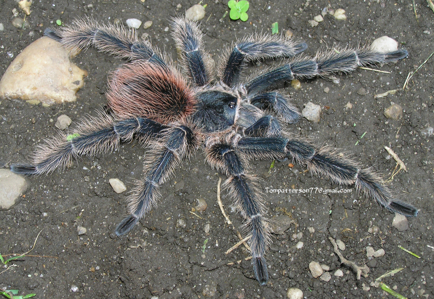 Lasiodora klugi 1/4”