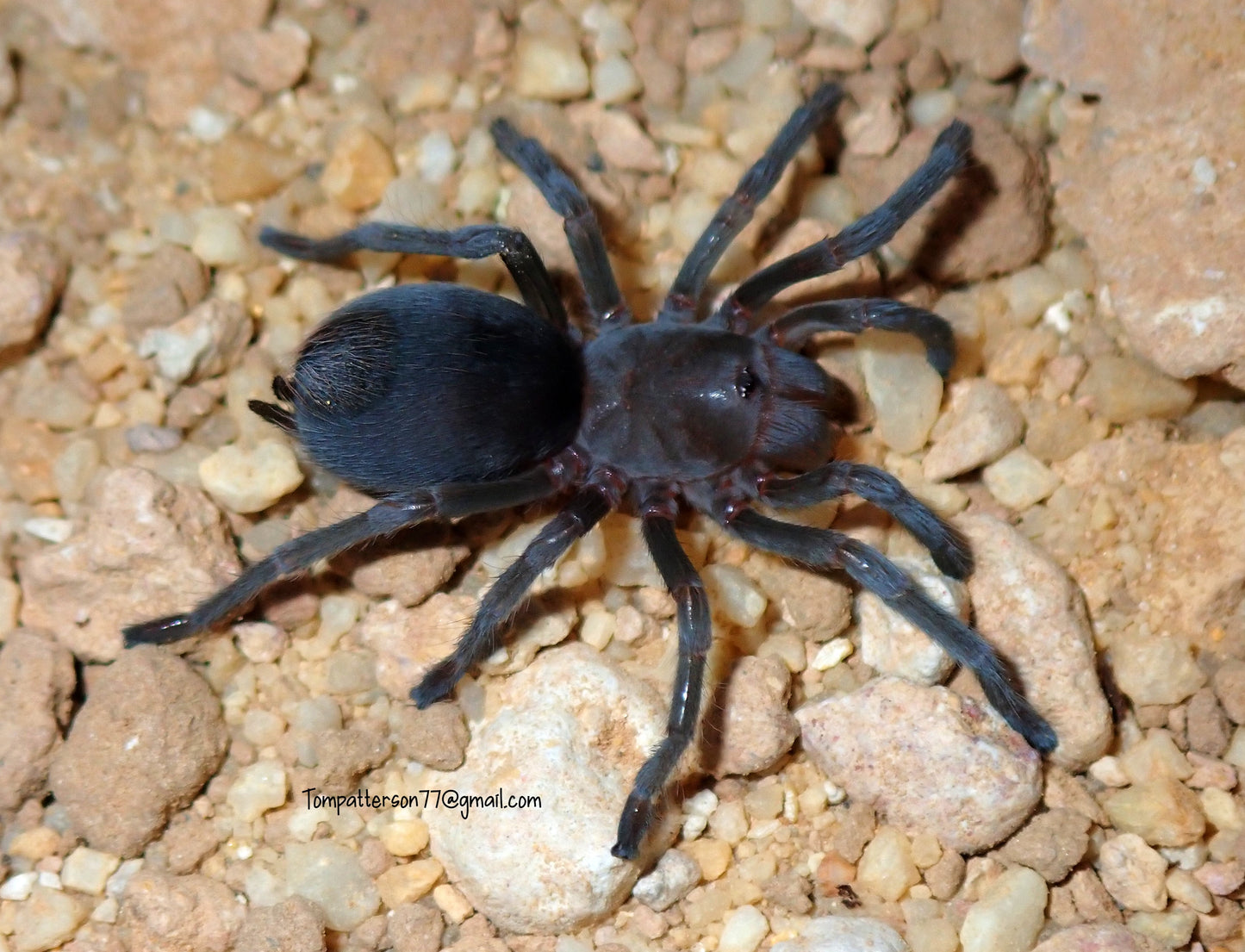 Aphonopelma paloma 1/2” - 3/4”