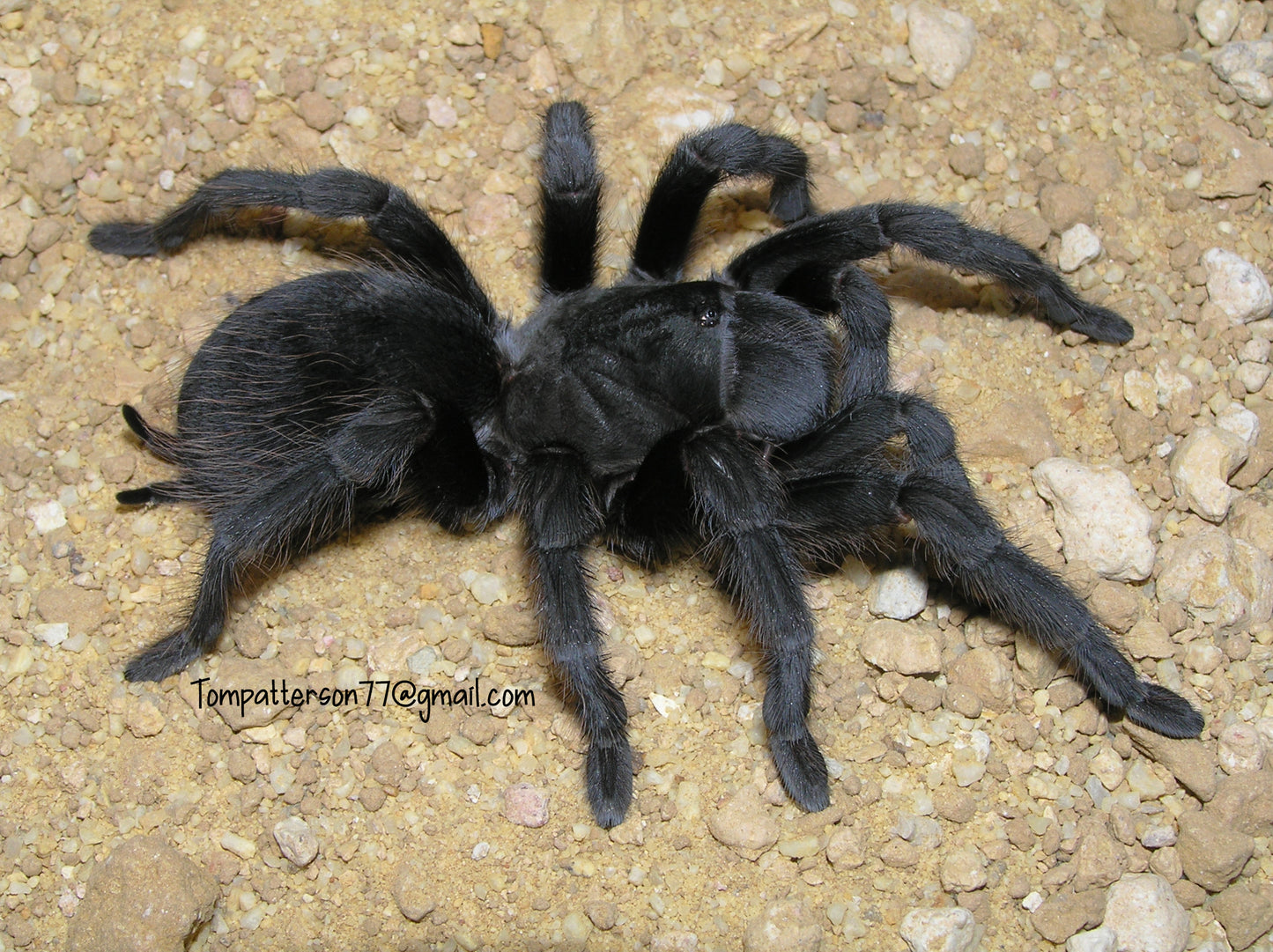 Aphonopelma steindachneri 1/4”