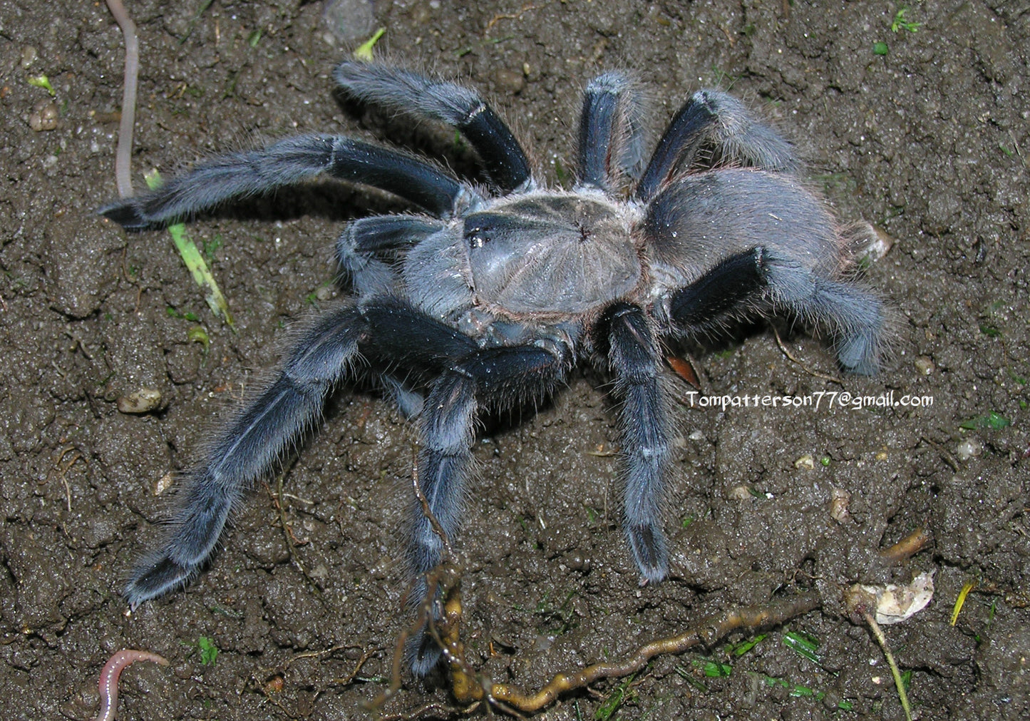 Chilobrachys sp. “kaeng krachan” 3/4”