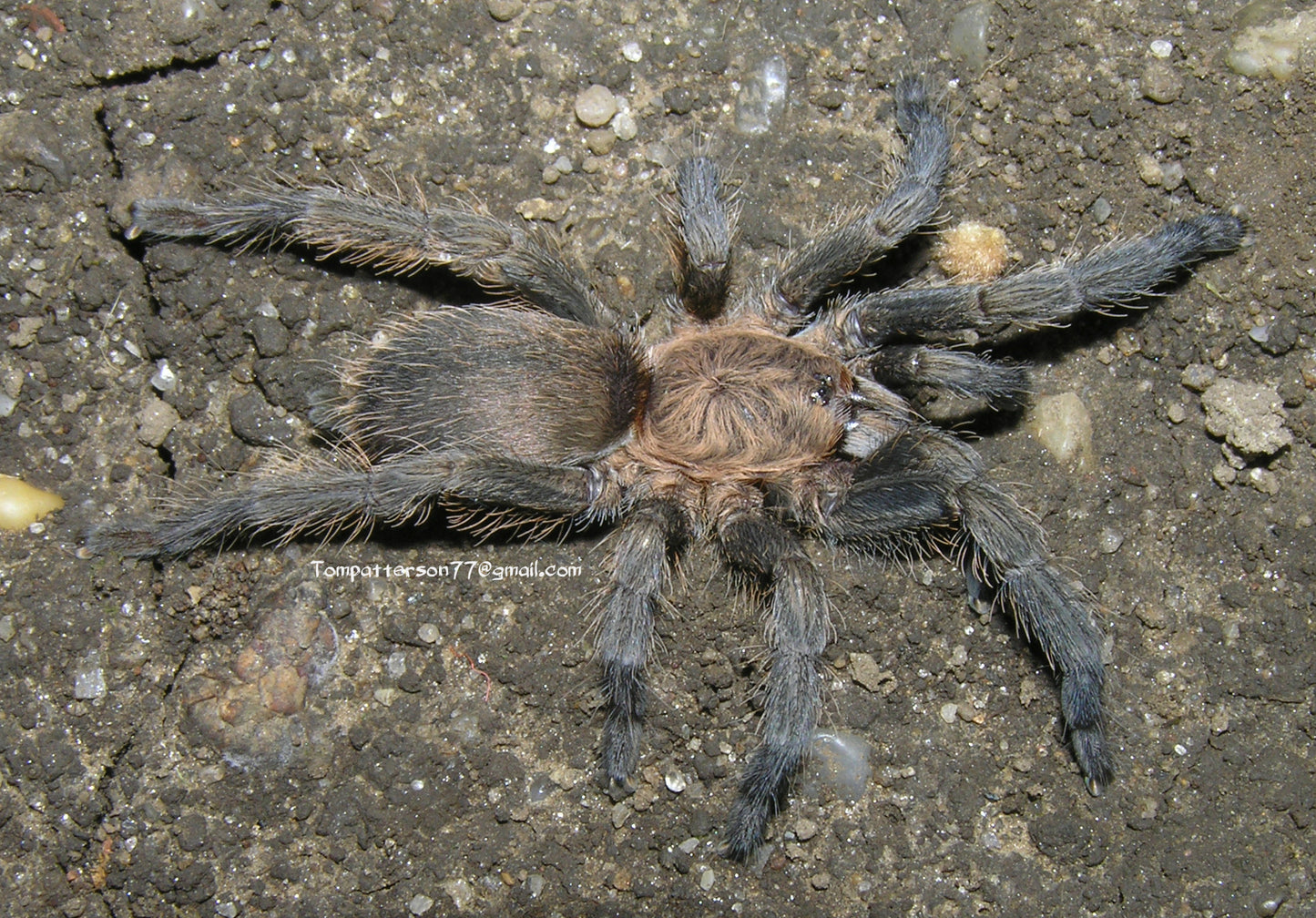 Dolichothele exilis 1/2”